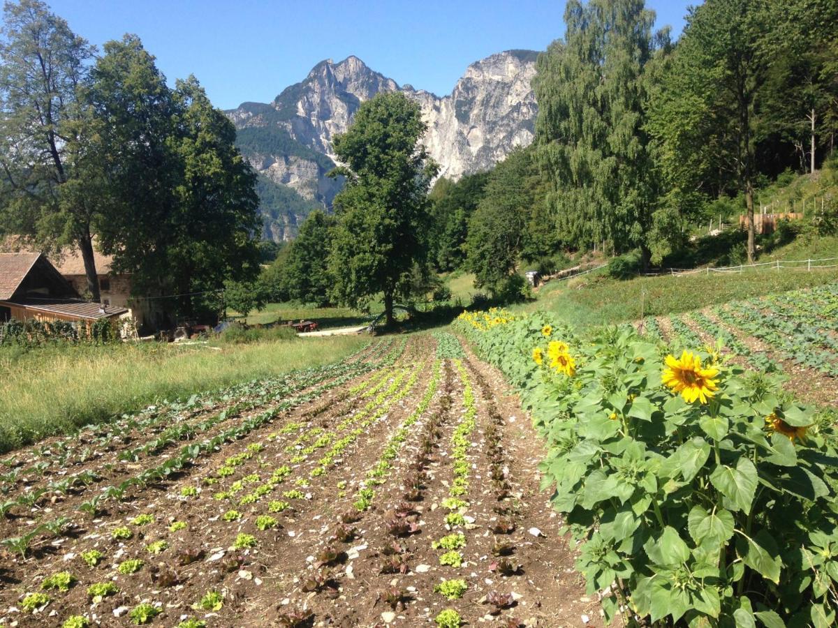 Bauernhof Hof Unternberg Διαμέρισμα Magre all' Adige Εξωτερικό φωτογραφία